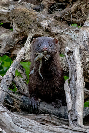 6 american mink (624A6403) July 17, 2020