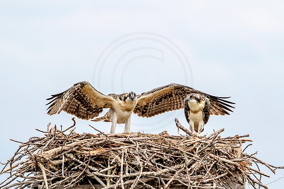Osprey in Crown Point