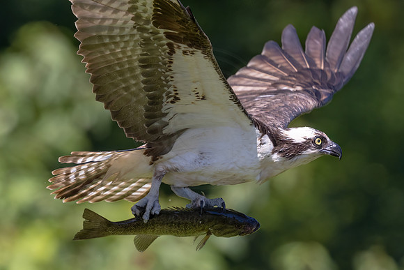 Osprey with a fish - Debbie Quick