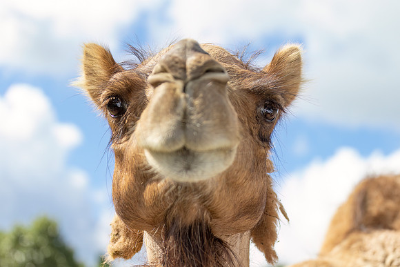 Camel - Debbie Quick