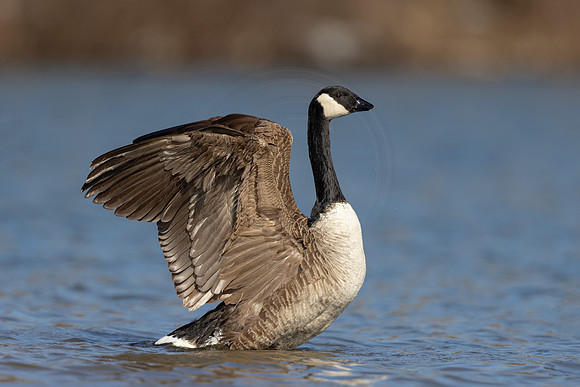 Canada Goose flapping his wings - Debbie Quick