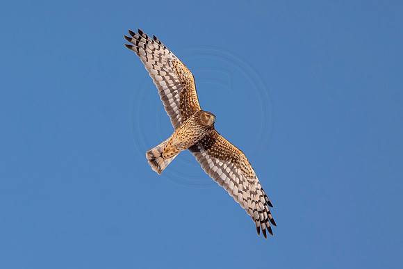 Northern Harrier in flight - Debbie Quick