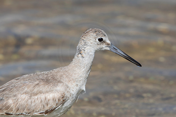 153 shorebird (6F3A6602) April 15, 2021