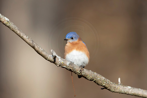 Eastern Bluebird on a branch - Debbie Quick