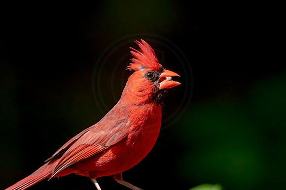 Cardinal Portrait - Debbie Quick