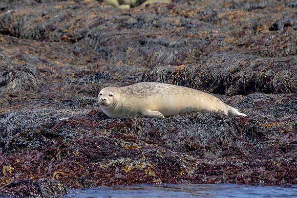 Harbor Seal  - Debbie Quick