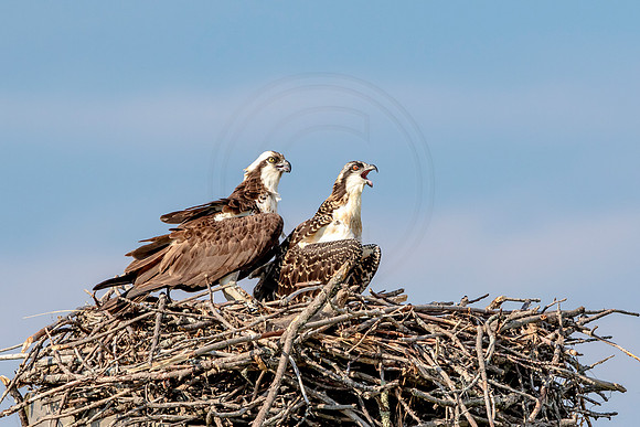 Osprey in Crown Point