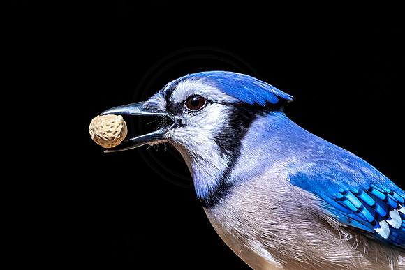 Blue Jay - Debbie Quick
