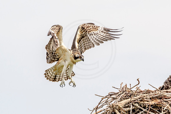 Osprey in Crown Point