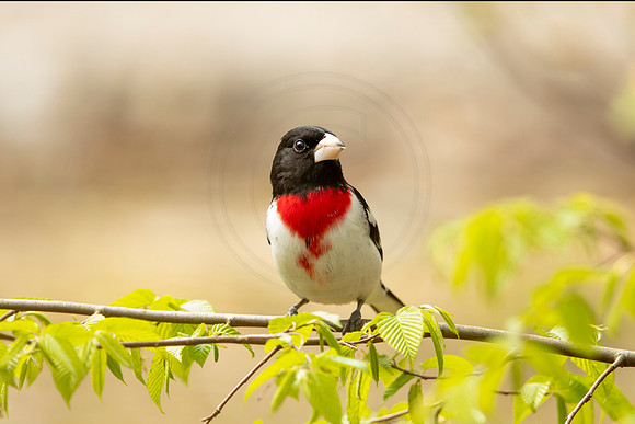 Rose-breasted grosbeak on a tree branch - Debbie Quick
