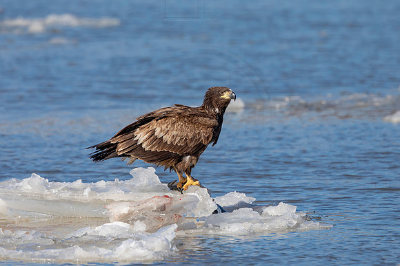 Immature Bald Eagle on ice - Debbie Quick