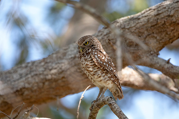 647 burrowing owl (6F3A0754) April 17, 2021