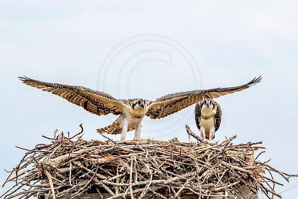 Osprey in Crown Point