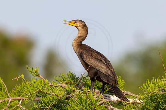 Cormorant in Forida - Debbie Quick