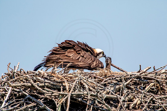 Osprey in Crown Point
