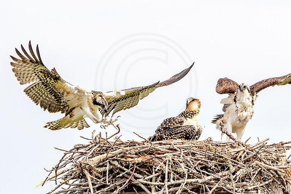 Osprey in Crown Point