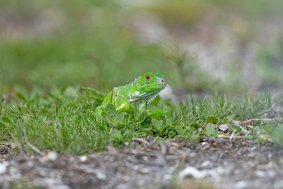356 iguana (6F3A8344) April 15, 2021