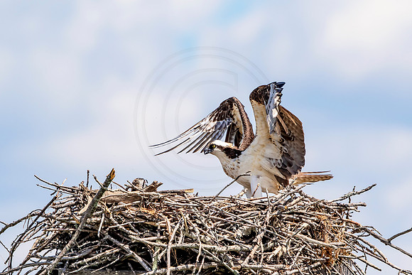 Osprey in Crown Point