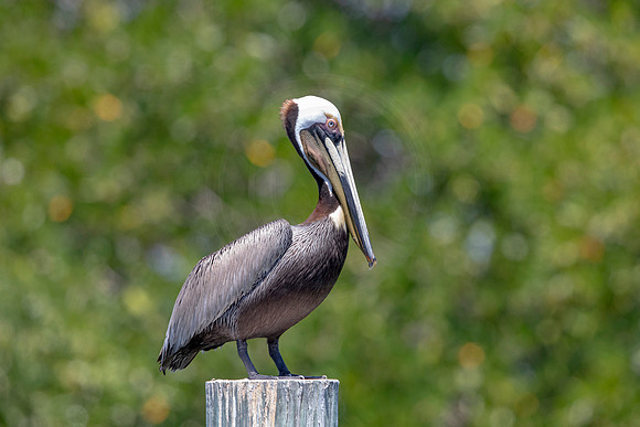 287 pelican (6F3A7835) April 15, 2021