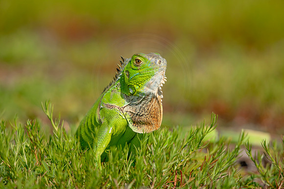 518 iguana (6F3A9170) April 15, 2021
