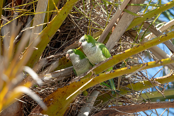 1208 monk parakeet (6F3A5223) April 18, 2021