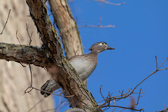 262 wood duck (AF3A4340) March 20, 2021