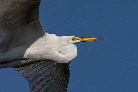 1044 egret (6F3A3581) April 18, 2021