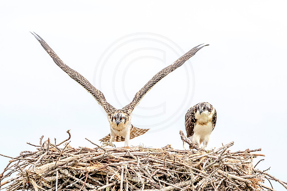 Osprey in Crown Point