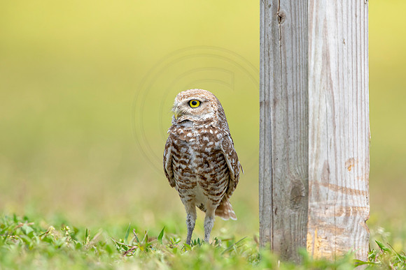 793 burrowing owl (6F3A1724) April 17, 2021