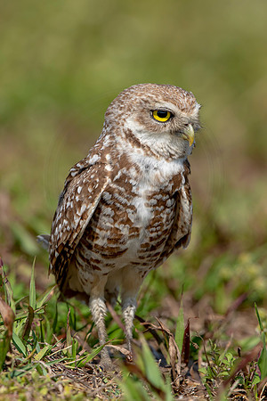 911 burrowing owl (6F3A2439) April 17, 2021