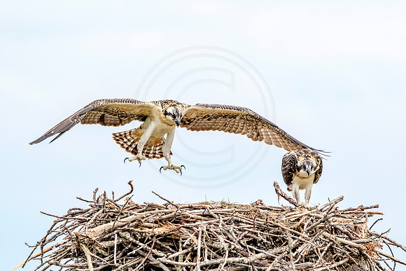 Osprey in Crown Point