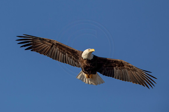 257 bald eagle (AF3A4079) March 13, 2021