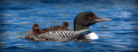 The Wildlife Photographer's Companion