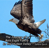 The Journey of a Bald Eagle Family