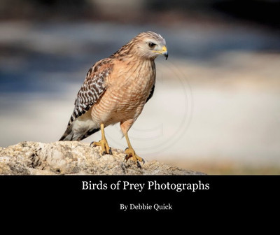 Birds of Prey Coffee Table Book