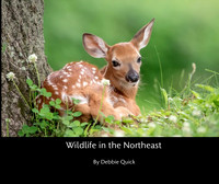 cover_1