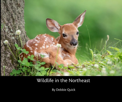 Wildlife in the Northeast Coffee Table Book