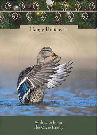 mallard duck holiday card
