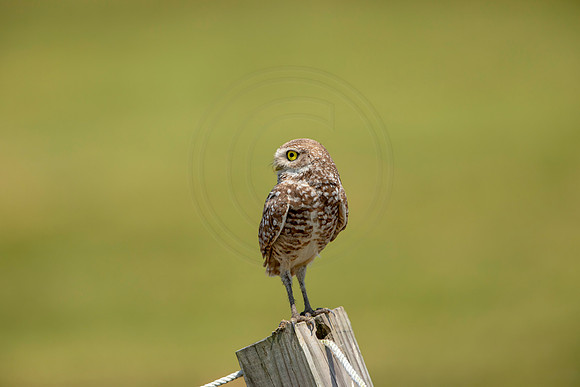810 burrowing owl (6F3A1835) April 17, 2021
