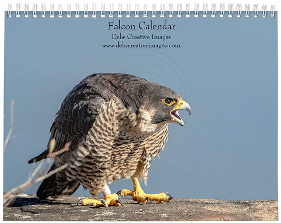 peregrine falcon calendar