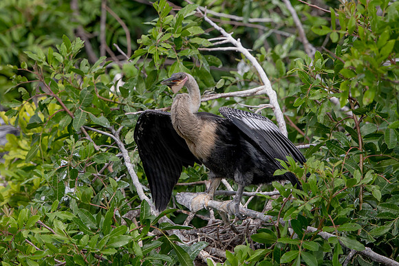 1146 anhinga (6F3A4535) April 18, 2021