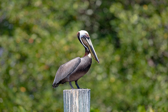 288 pelican (6F3A7848) April 15, 2021