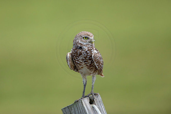 802 burrowing owl (6F3A1768) April 17, 2021