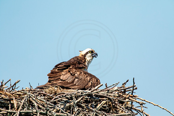 Osprey in Crown Point