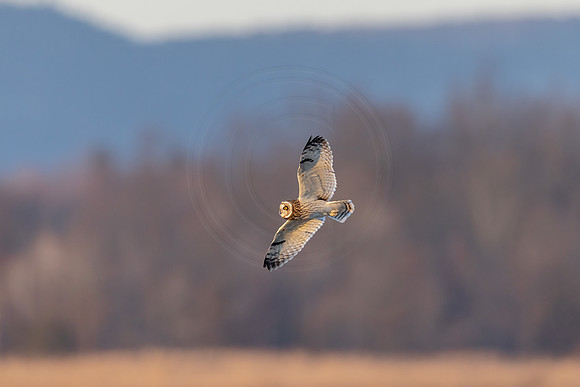 477 short eared owl (IMG_9536) December 21, 2022