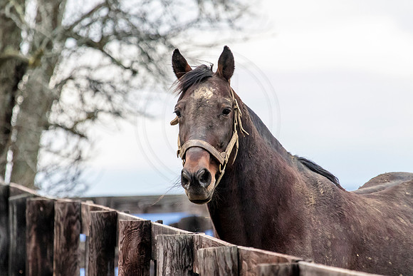 Horse at Blue Chip Farms