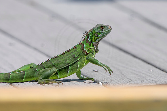 290 iguana (6F3A7855) April 15, 2021
