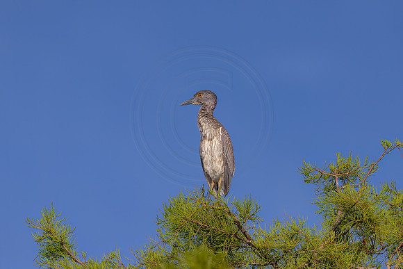 1353 night heron (IMG_8834) April 27, 2022