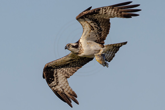 342 osprey (IMG_7100) July 15, 2022