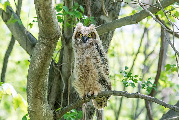 Great Horned Owllet